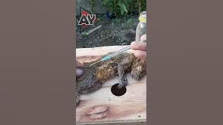 Cara mengawetkan Hewan mati #jualpengawethewan #pengawetkurakura#pengawetburung