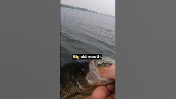 Catching GIANT Summer Crappies!