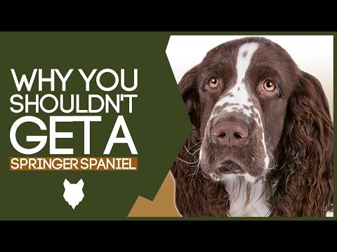 Why You SHOULD NOT Get A SPRINGER SPANIEL