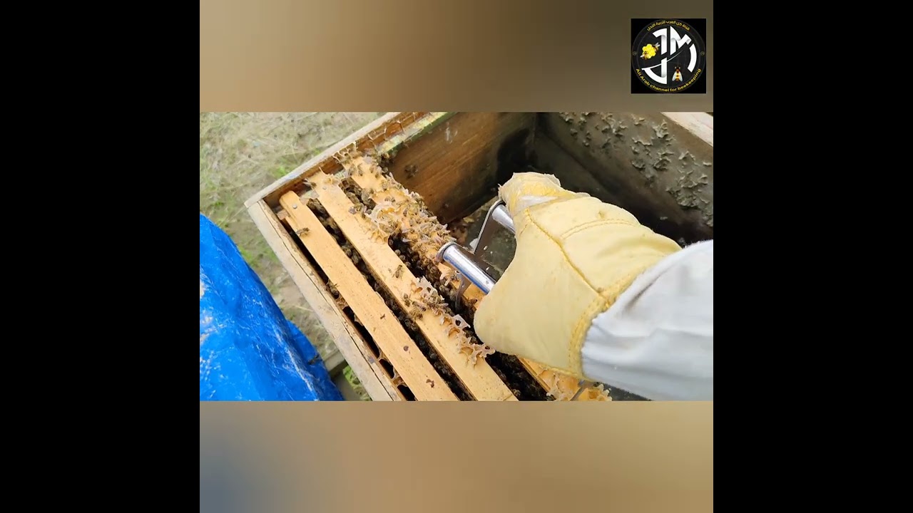 ارتفاع الرطوبة داخل الصناديق وتكون العفن الاخضر واستبدال الصناديق من اهم الاعمال خلال هذه الايام