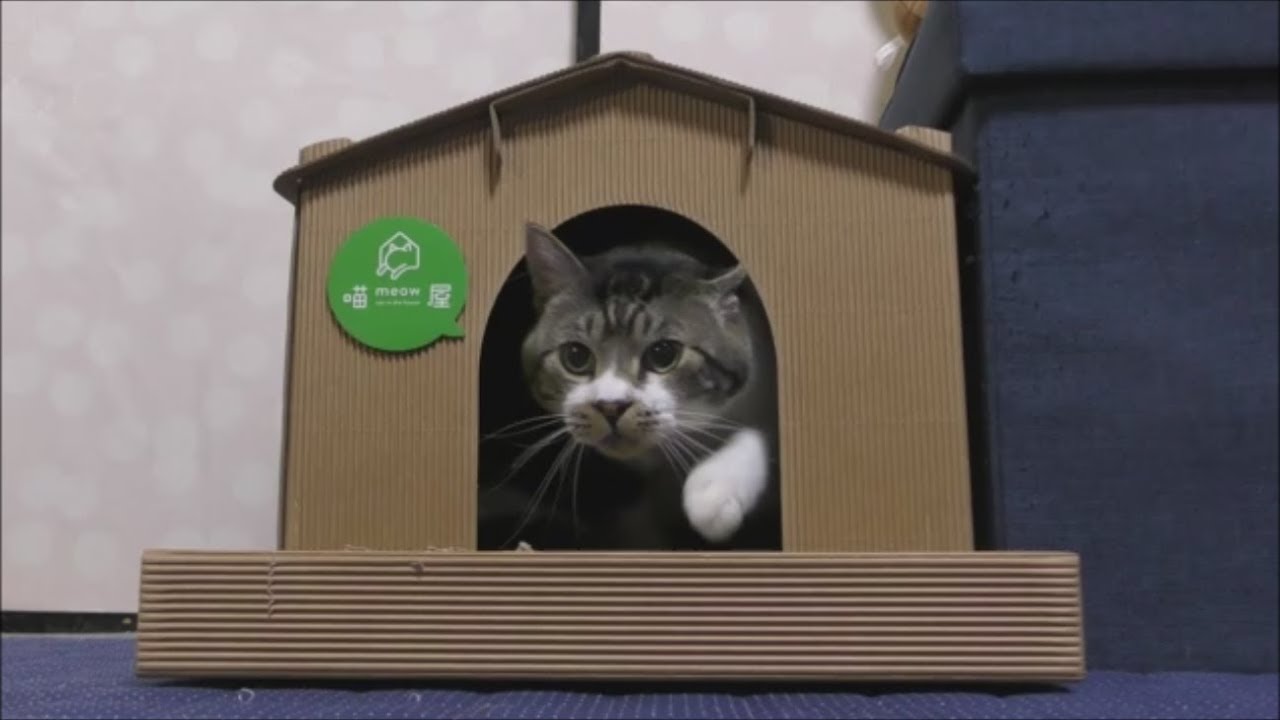 完成したキャットハウスを使いこなす猫 出来立て早々いきなりボロボロにする破壊神リキちゃん リキちゃんねる 猫動画 Cat Video キジトラ猫との暮らし Youtube