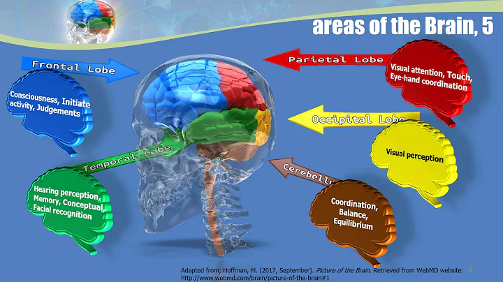 eVolving Brain: Dr. Vicki Bealman