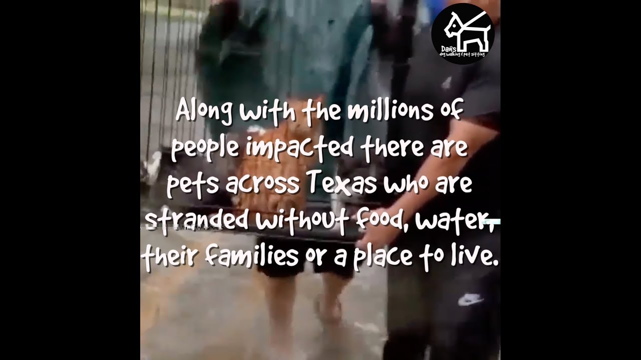 walking pez Donations for Animals Impacted by Hurricane Harvey