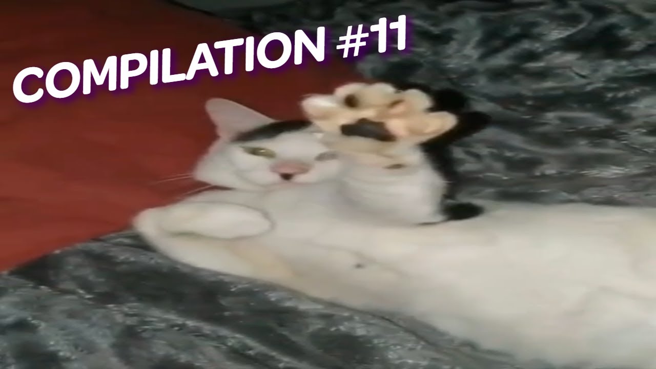 MEME COMPILATION #11 | FUNNY RANDOM MEME COLLECTION | WEBM - YouTube