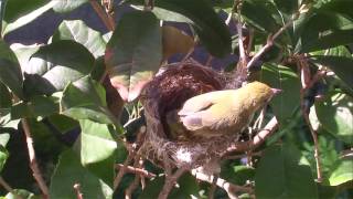 桂花樹上綠繡眼 (3)離巢與餵食2016.6.27-29 Japanese White-eye baby,s out (3)