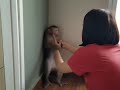 Naughty monkey