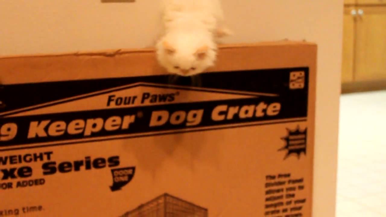 Teacup Himalayan kitten speaks