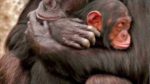 Thumbnail of Harry Connick, Jr. - Nature Boy (with Green Hair / Green Mile / Billy Budd)