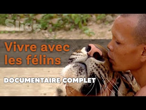 Vidéo: Que signifie fauve ?