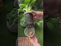 My easy hydroponic garden setup‼️ #satisfying #fypシ