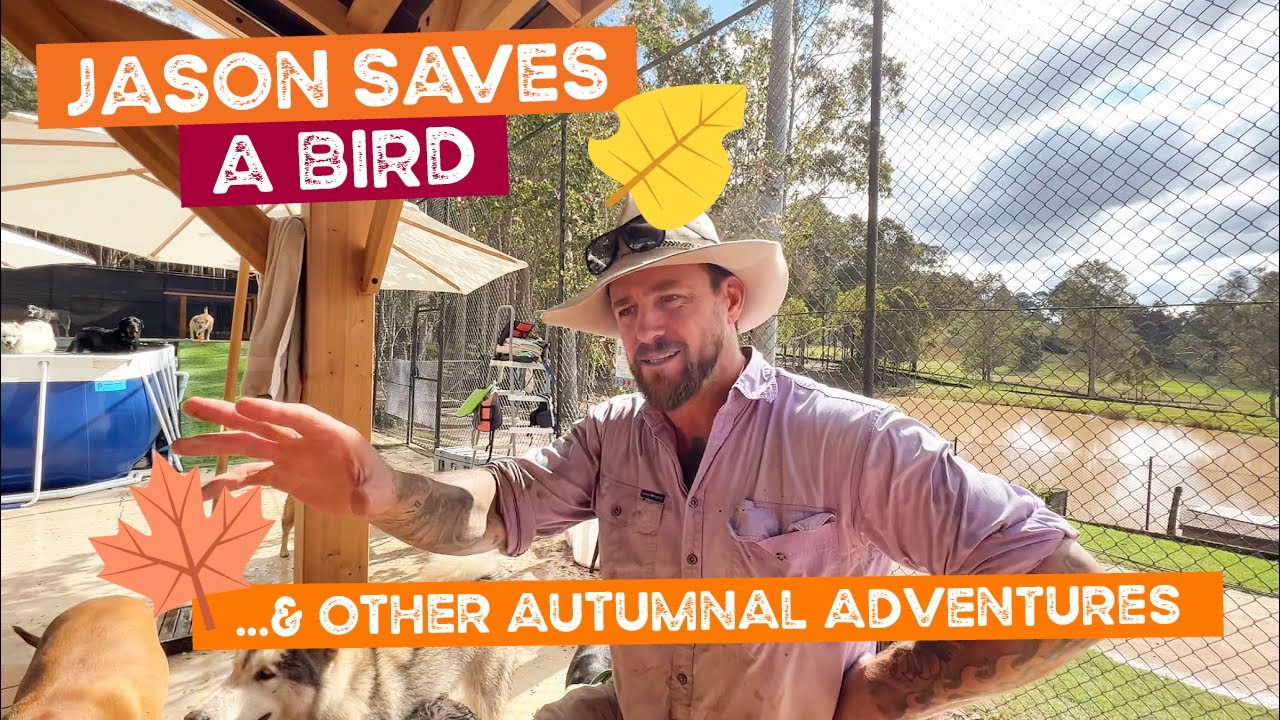 Jason Saves a Bird, Bella the Best Big Sister to Buddy, the Boys Film Today