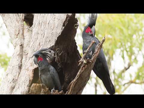 Vidéo: Regent Parakeet