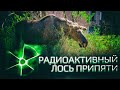 Радиоактивный лось Припяти / Radioactive moose of Pripyat