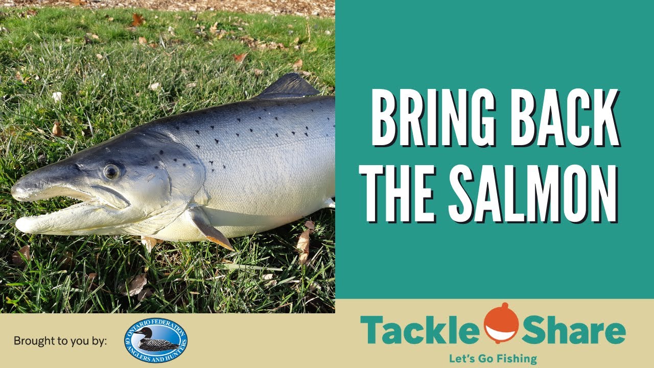 Atlantic Salmon: Tuning in Your Skills and Gear - Issuu