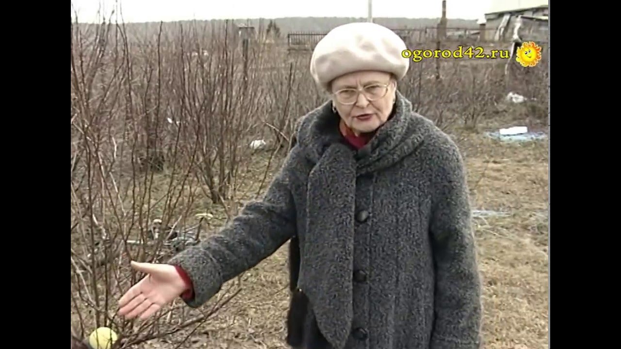 Оптимальное расстояние между деревьями