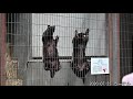 蜂蜜貰ったラーテル ratel 東山動植物園 2020/07/22