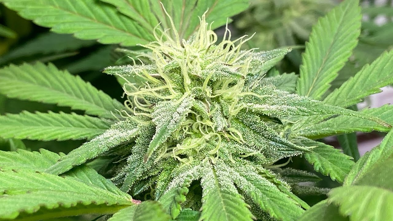 Crop King Seeds Gelato exploding with growth under the Mars Hydro TS 1000, AC INFINITY, TNB Naturals