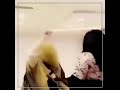 بنات شرح بنات شرح