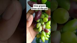 Vine grapes grow on the pot #grafting #graftingexamples #vines #grape