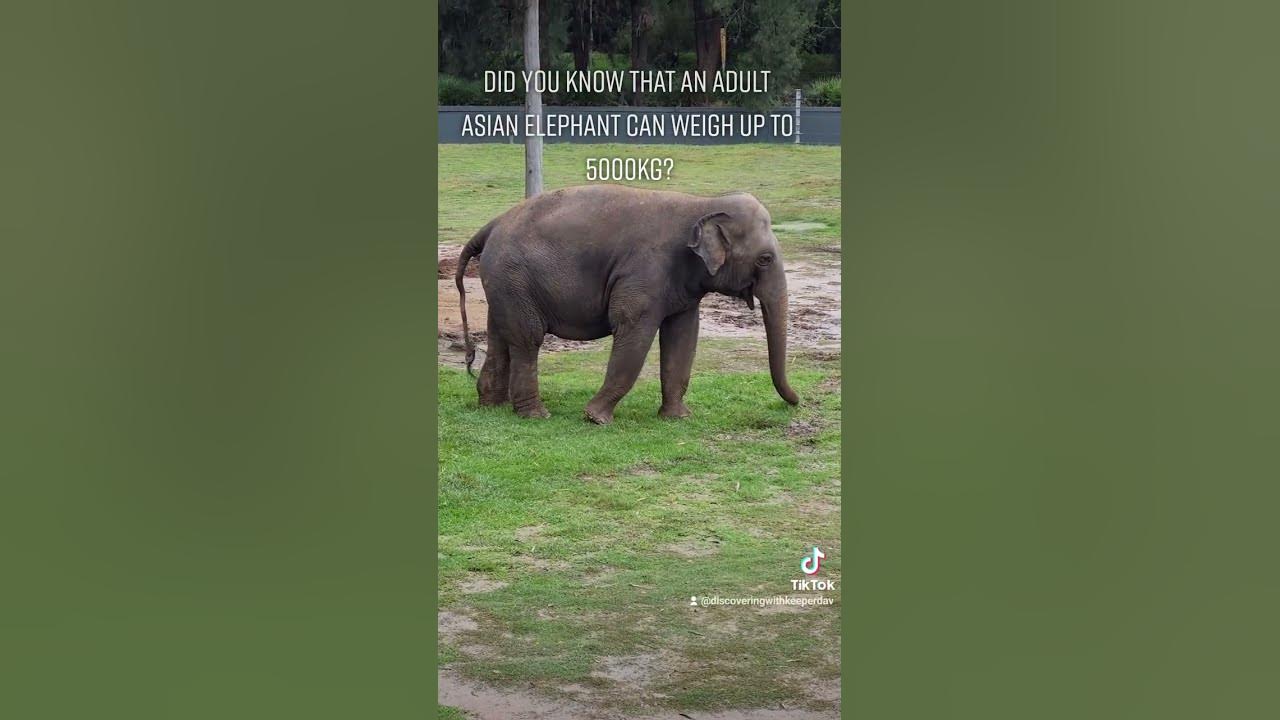 How much does an elephant weigh youtube