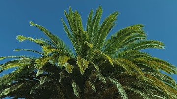 Free 4K Royalty-Free Stock Video: Palm tree branches and leaves in wind