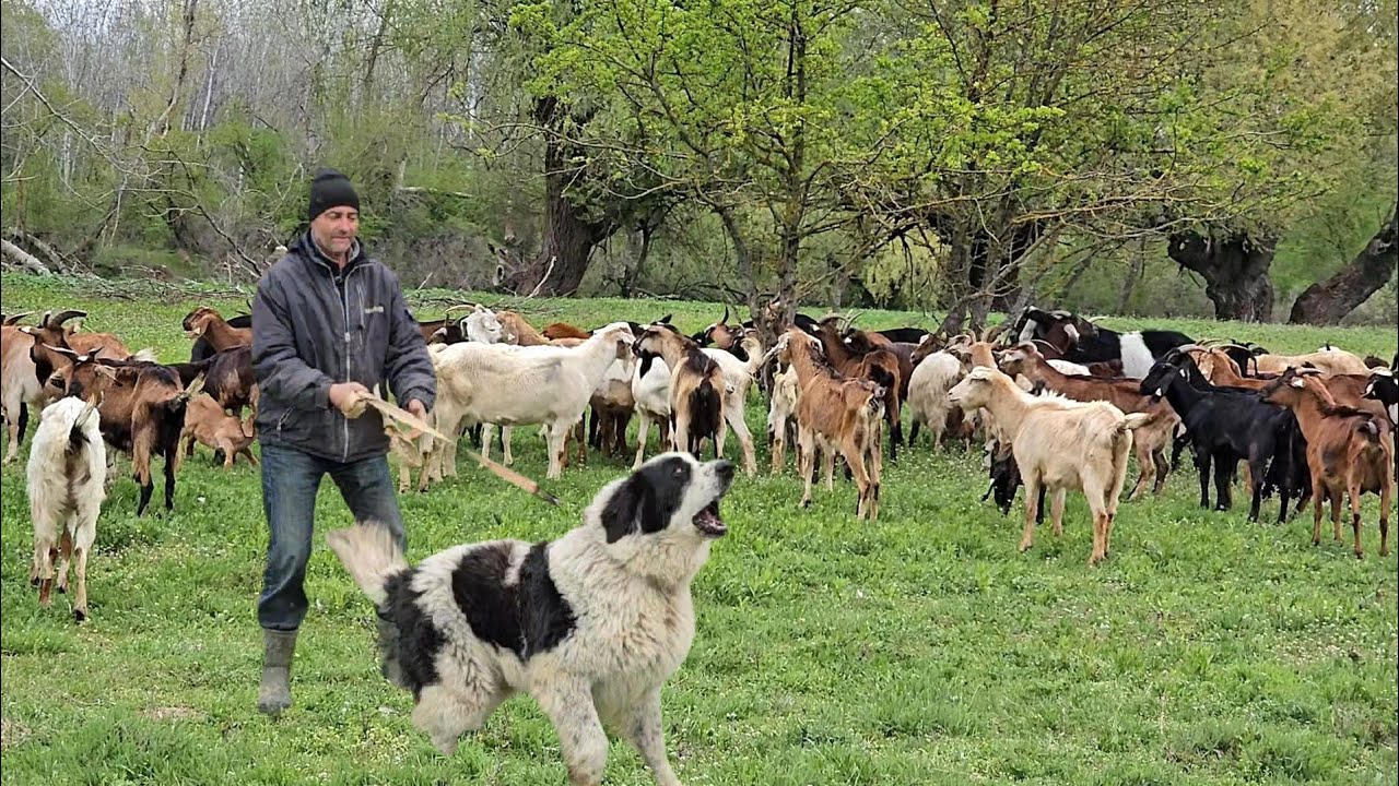 LA STANA LUI GEORGE,CAINI CIOBANESTI DE BUCOVINA DE PAZA LA CAPRE SI OI.
