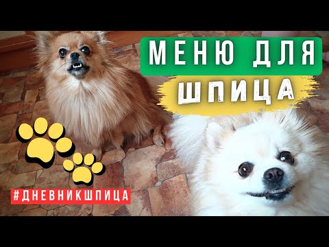 Чем кормить шпица 🐾 Полезная еда для собак 🐾 Что кушает померанский шпиц