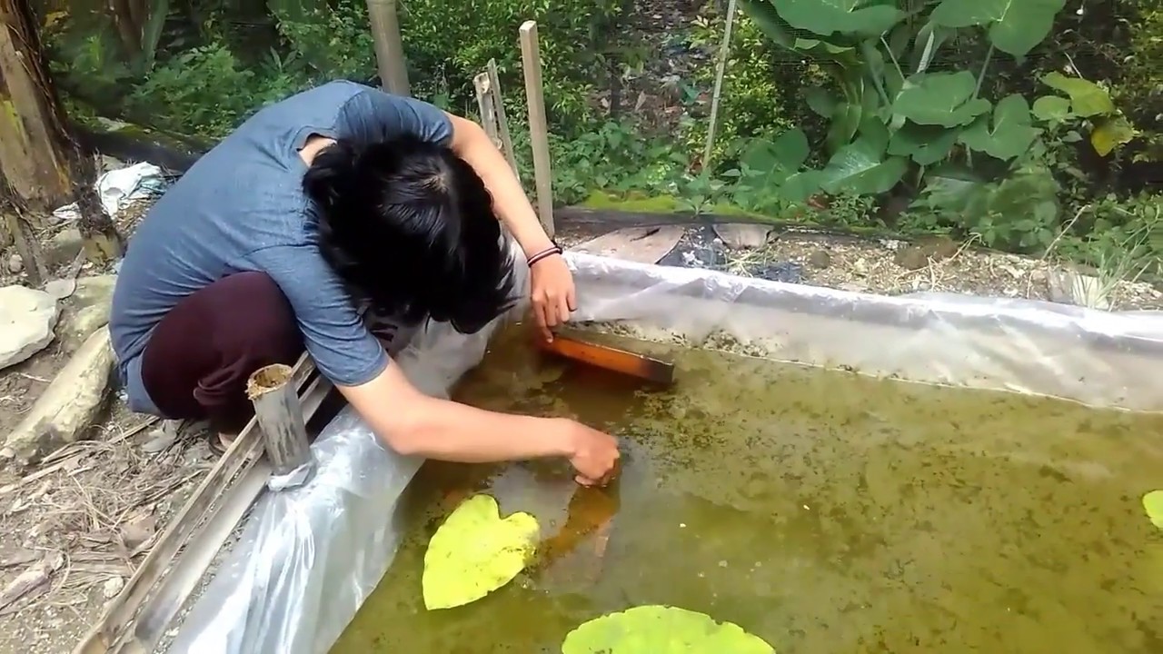 PELIHARA IKAN GURAME DI KOLAM KECIL SEMOGA CEPAT BESAR 