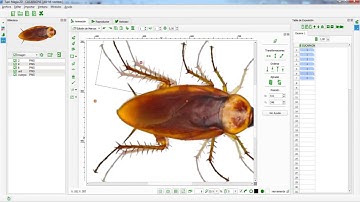 TupiTube Desk + Blender: Cockroach by Jorge Andrade