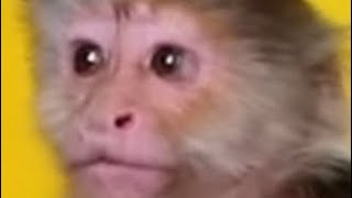 S1 EP1 THE LAST MONKEYS; CIRCUS