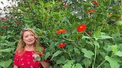 Take a Walk with Tavia #37 - Mexican Sunflower - DayDayNews