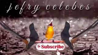 Download Lagu ciblek gacor, pancingan ciblek super ampuh menjadikan ciblek ngebren dan ciblek nembak MP3 Download Lagu ciblek gacor, pancingan ciblek super ampuh menjadikan ciblek ngebren dan ciblek nembak MP3