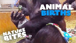 Extraordinary Animal Births: Elephants, Kangaroos, Orangutans, and more| Nature Bites