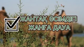 Жантақ өсімдігінің емдік қасиеті | Верблюжья колючка