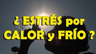 Por calor el flujo sanguíneo estrés en
