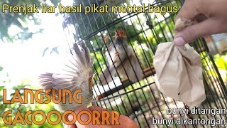 @Mda24Channel Dapat prenjak merah hasil pikat langsung gacor#prenjaksemigacor