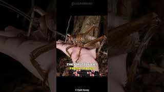 Giant Weta | The Heaviest Insect On Earth