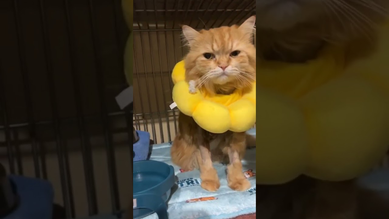 ผลเชื้อ 