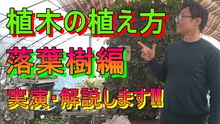 [ガーデニング] 植木の植え方～落葉樹編～「キャリア28年のプロガーデナーがクロモジを植えながら解説」