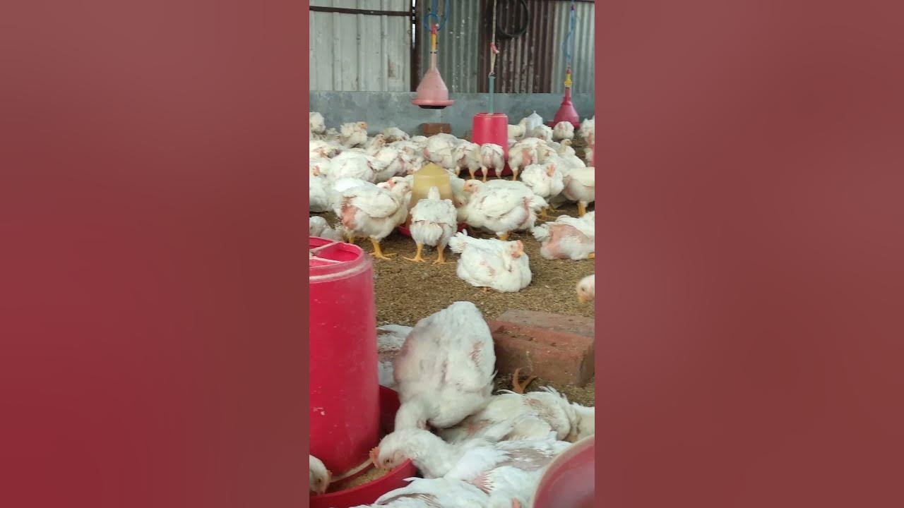 How To Do Vaccination LaSota Booster Dose For Broilers Vaccination