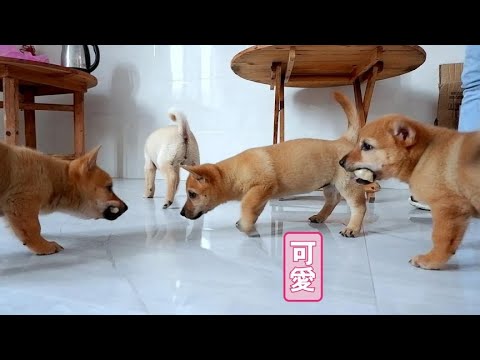 小奶狗第一次吃饺子,个个都是吃货,狼吞虎咽的真可爱