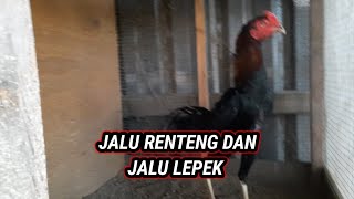 Jalu Renteng Dan Jalu Lepek
