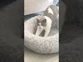 Petit boulangerie avant dormir #catvideos #cat #chat #catlife #prettycat #cute #catshorts #cats
