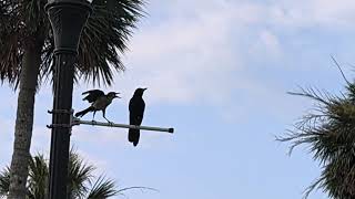 A local grackle giving a crow an earful!  Sebastian FL