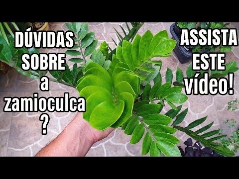 DÚVIDAS SOBRE A ZAMIOCULCA? ASSISTA ESTE VÍDEO!