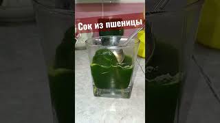 🌾🌾🌾🌾СОК ИЗ ПШЕНИЦЫ ДОМА
