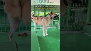 올무에 걸린 다리를 스스로 잘라낸 유기견 #강아지 #유기견