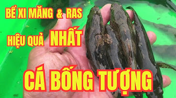 Nuôi Cá Bống Tượng Thế Nào Để Năng Suất Cao Nhất Hiện Nay?