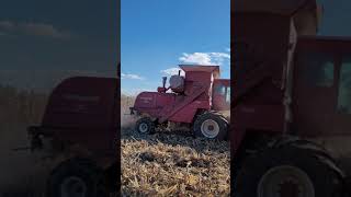 1967 IH 503 Combine is a corn shelling monster