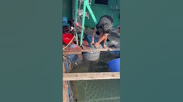 Câu cá dìa công tại Cát Bà #ikada #caucabien